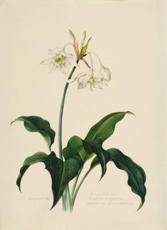 Amaryllidaceae, Eucharis amazonica, Cultivated in São Paulo. Margaret Mee. Flowered March 1958. Permission for reproduction received from Dumbarton Oaks Research Library and Collection, Rare Book Collection, Washington, D.C., Online Exhibits, Highlights from the Collections, Margaret Mee, The Paintings.