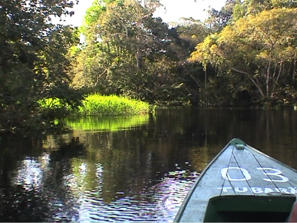 Rio Negro (Amazon). Photo by Miquel Girones, September 20, 2008. Public domain.