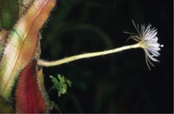 Strophocactus wittii, leaves and flowers. Photo by Wilhelm Barthlott, January 1988. Free to use, Wikimedia, Creative Commons.