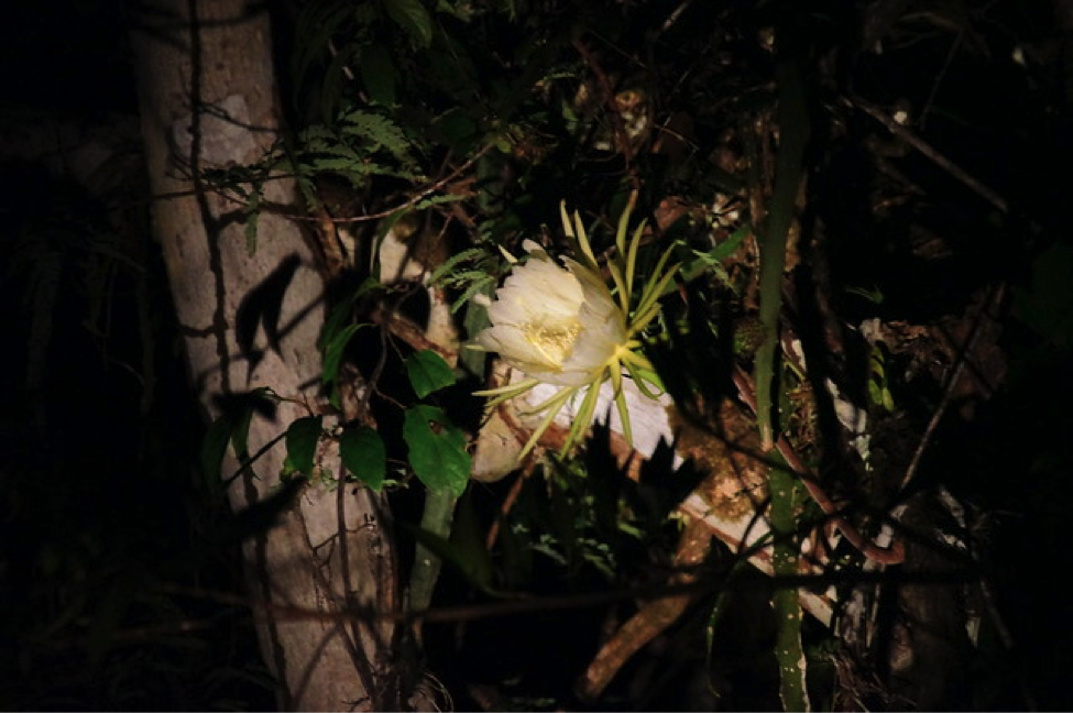 Amazonian moonflower, a night flowering species of the Amazon. Photo by Tim Ellis, August 13, 2018. Free to share, Creative Commons License: Attribution-NonCommercial 2.0 Generic (CC BY-NC 2.0).