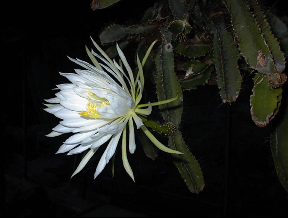 Strophocactus testudo, Photo by: Ulf Eliasson, November 30, 2006. Free to share, Creative Commons Attribution-Share Alike 2.5 Generic license.