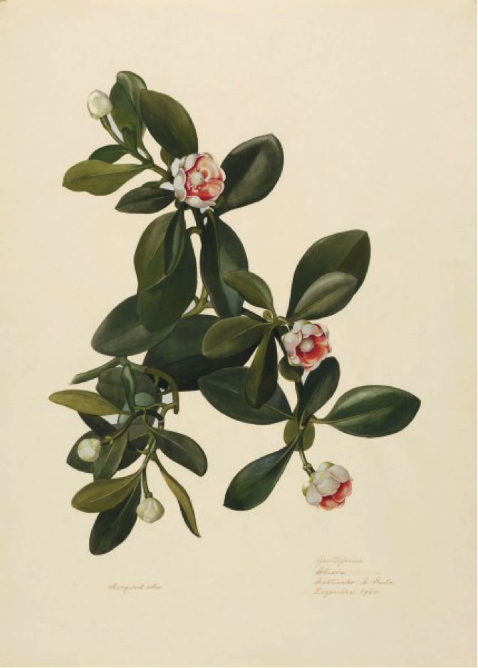 Guttiferae, Clusia. Cultivated in São Paulo. Margaret Mee, December 1960. Permission for reproduction received from Dumbarton Oaks Research Library and Collection, Rare Book Collection, Washington, D.C., Online Exhibits, Highlights from the Collections, Margaret Mee, The Paintings