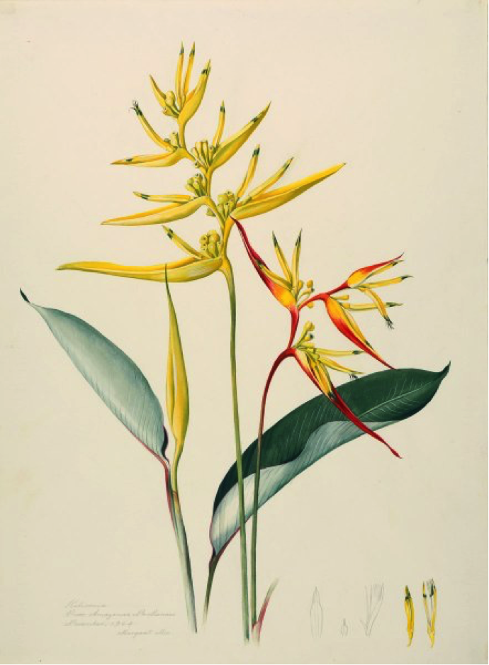 Heliconia sp., Procured from Amazonas, Near Manaus. Margaret Mee, November 1964. Permission for reproduction received from Dumbarton Oaks Research Library and Collection, Rare Book Collection, Washington, D.C., Online Exhibits, Highlights from the Collections, Margaret Mee, The Paintings.