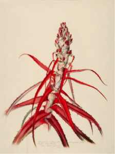 Bromelia anticantha Bertol. Cultivated in São Paulo. Procured from Minas Gerais. Margaret Mee, 1964. Permission for reproduction received from Dumbarton Oaks Research Library and Collection, Rare Book Collection, Washington, D.C., Online Exhibits, Highlights from the Collections, Margaret Mee, The Paintings.