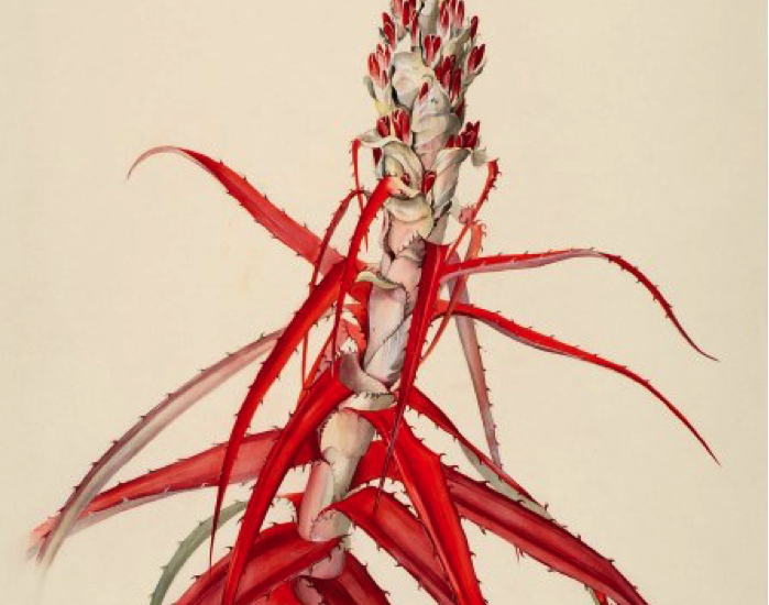 Bromelia anticantha Bertol. Cultivated in São Paulo. Procured from Minas Gerais. Margaret Mee, 1964. Permission for reproduction received from Dumbarton Oaks Research Library and Collection, Rare Book Collection, Washington, D.C., Online Exhibits, Highlights from the Collections, Margaret Mee, The Paintings.