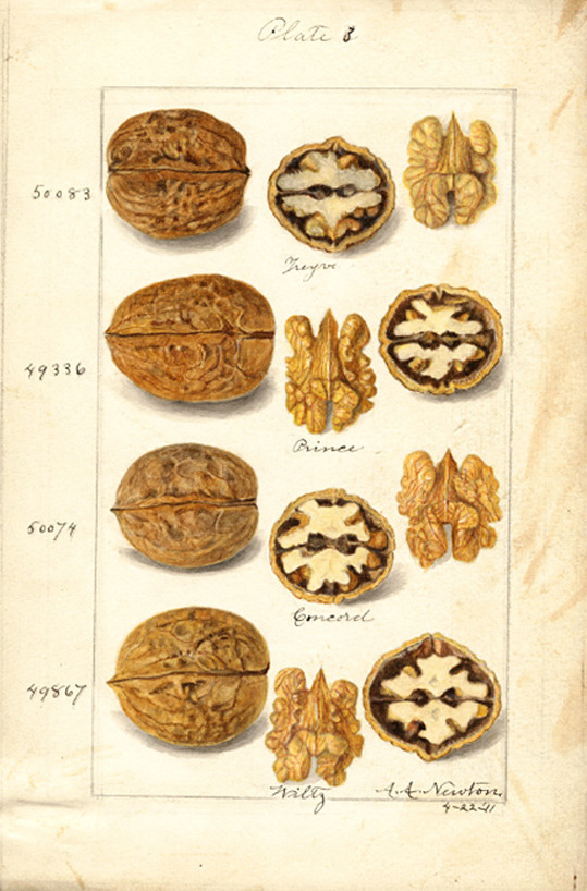 U.S. Department of Agriculture Pomological Watercolor Collection. Rare and Special Collections, National Agricultural Library, Beltsville, MD 20705