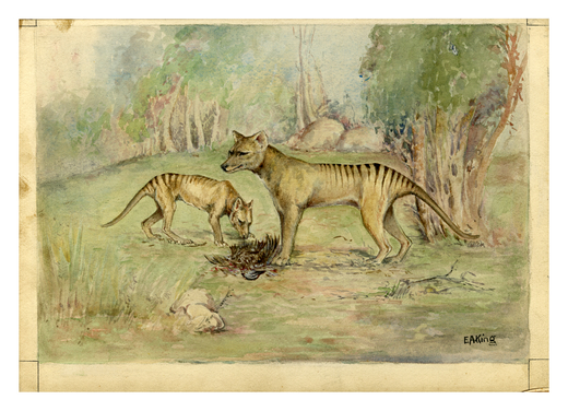 Ethel King’s watercolour and ink drawing of the Tasmanian Tiger, Thylacinus cynocephalus, prepared for an Australian Museum postcard series 1929. Australian Museum Archives AMS118_6. Reproduction Rights Australian Museum