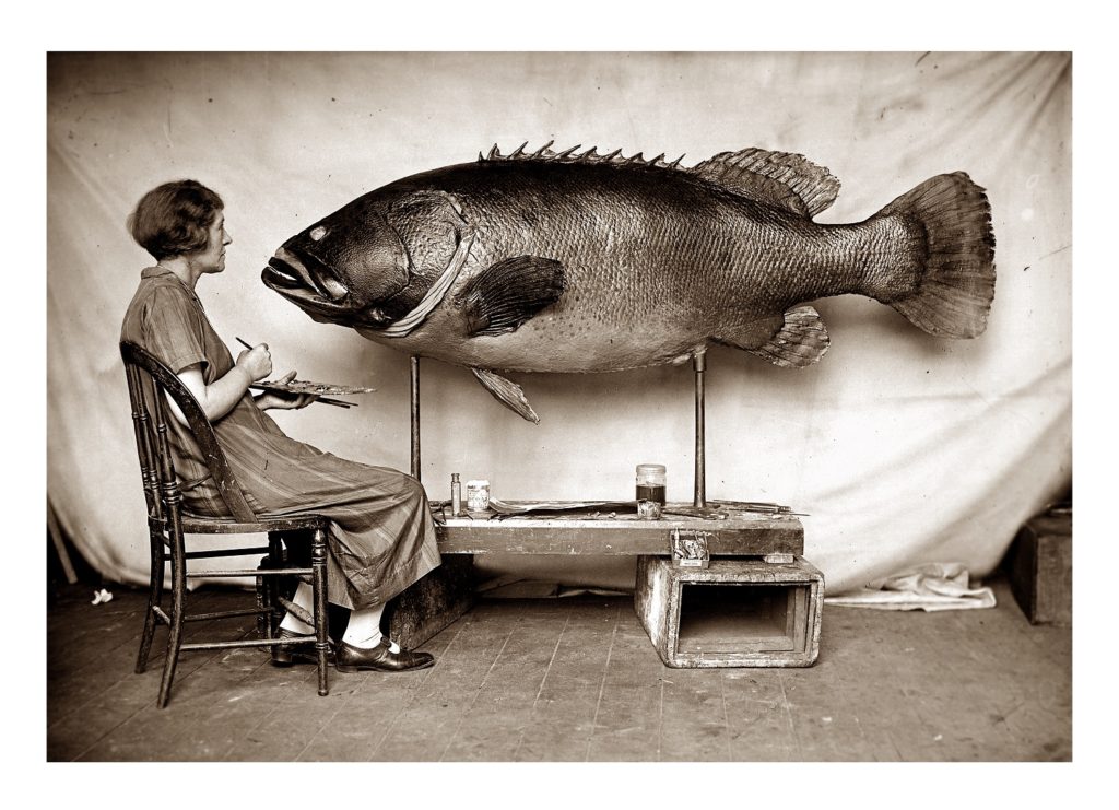 Preparation of a Queensland groper by Ethel King 1926. Photographer George C. Clutton. Australian Museum Archives AMS351_V09193. Reproduction Rights Australian Museum