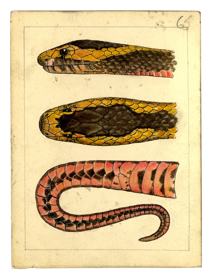 Watercolour by Ethel King of the Golden Crowned snake Cucophis squamulosus 1929. Australian Museum Archives AMS601_64. Reproduction Rights Australian Museum