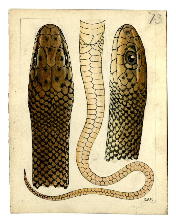 Watercolour by Ethel King of the Spotted-Headed snake Desmansia olivacea 1929. Australian Museum Archives AMS601_72. Reproduction Rights Australian Museum
