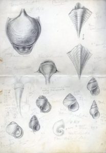 Working sketches by Joyce Allan. Australian Museum Archives AMS502. Reproduction Rights Australian Museum.