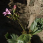 Photo by: Jim Morefield, holly gilia, Aliciella latifolia subsp. Latifolia, named after Alice Eastwood