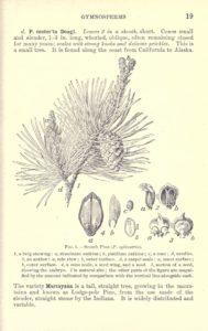 Bergen's botany: key and flora: Pacific coast ed. / prepared by Alice Eastwood, p. 19.