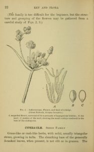 Bergen's botany: key and flora: Pacific coast ed. / prepared by Alice Eastwood 1901, USA Public Domain.