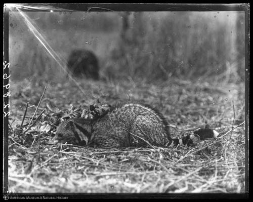 Civet, Yunnan, China, February 10, 1917