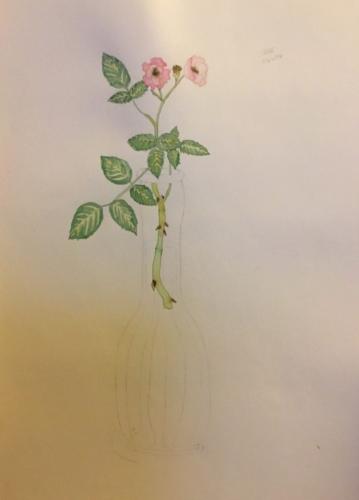 Rose in Vase, by Varsha Mathrani, watercolor on paper