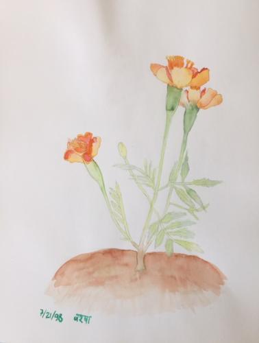 Marigolds, by Varsha Mathrani, watercolor on paper
