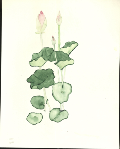 Lotus by Varsha Mathrani, watercolor on paper