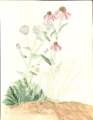 Wildflowers, by Varsha Mathrani, watercolor on paper