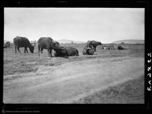 Water buffalo and group of people seated in field, Yung-chang, Yunnan, China, January 25, 1917,” Research Library | Digital Special Collections, accessed July 11, 2018, http://lbry-web-007.amnh.org/digital/items/show/74056